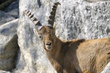 Reintroduzione dello stambecco (Capra ibex) nelle Pale di San Martino