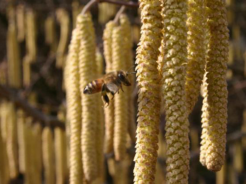 Un bollettino segnala la presenza dei pollini nella valle di Primiero