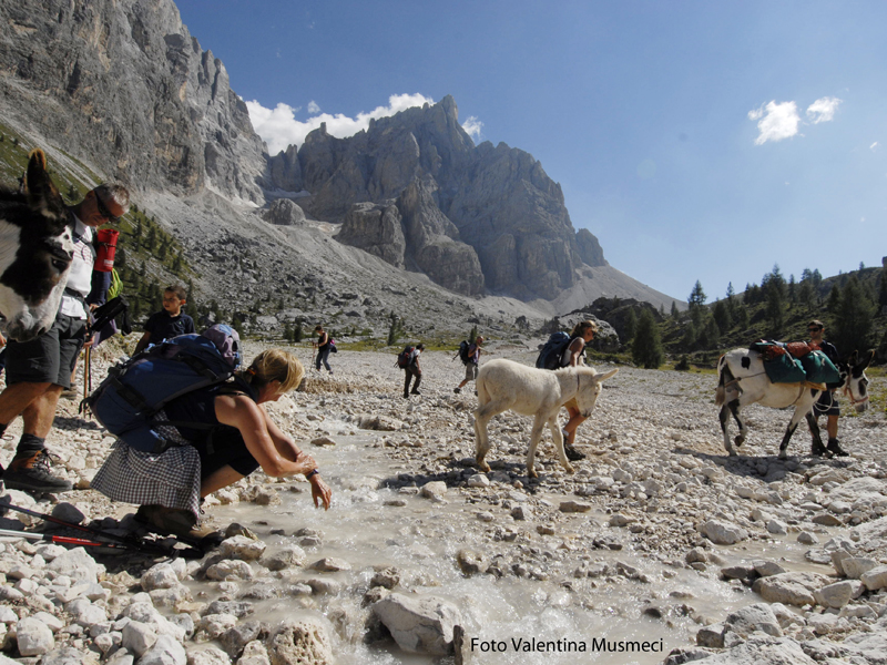 Camminando con gli asini – Paneveggio, Val Canali e Caoria