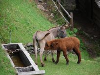 Progetto Coturnice e Asini