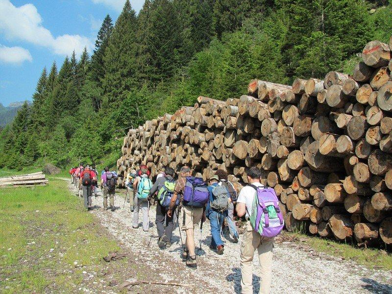 Catasta di legname nella Valle del Vanoi