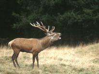 Studio sulla biologia del cervo (Cervus elaphus)