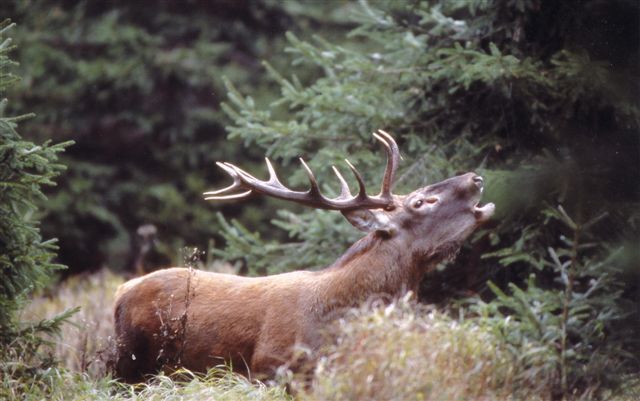 15 modi gratuiti per ottenere di più con antonella liguori eta