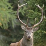 Monitoraggio sanitario della fauna selvatica del Parco