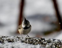 Ricerca sull’avifauna del Parco