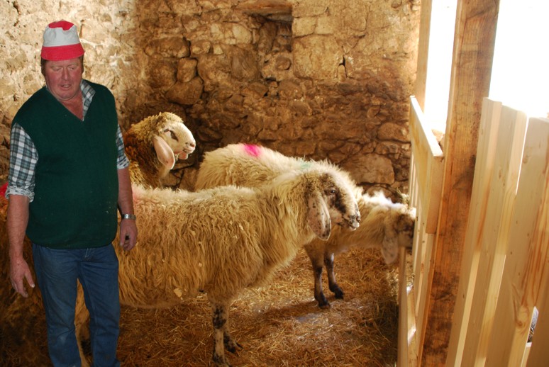 Le pecore di razza Lamon con l'allevatore