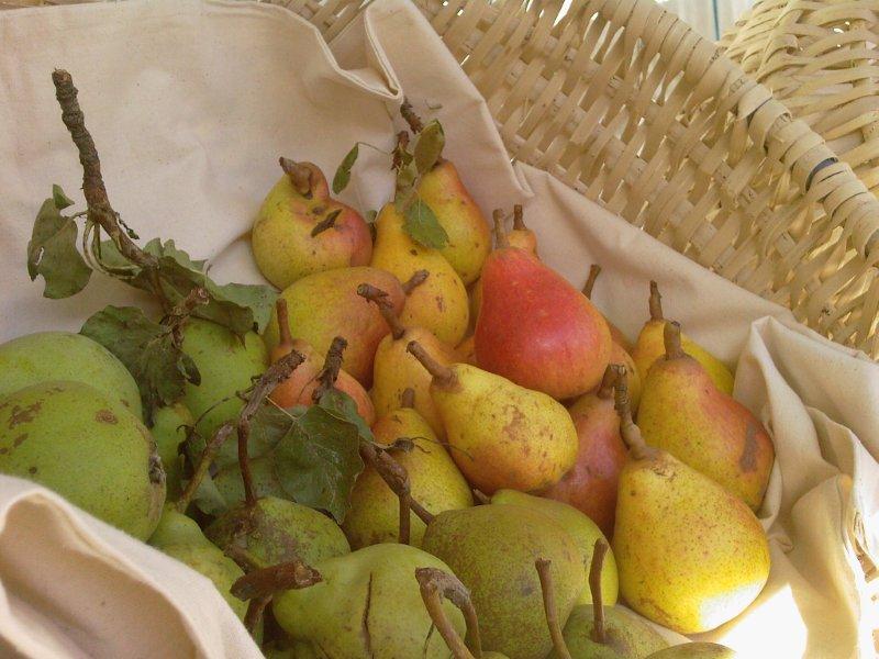 La frutta antica: le pere dell’alta Valle del Mis