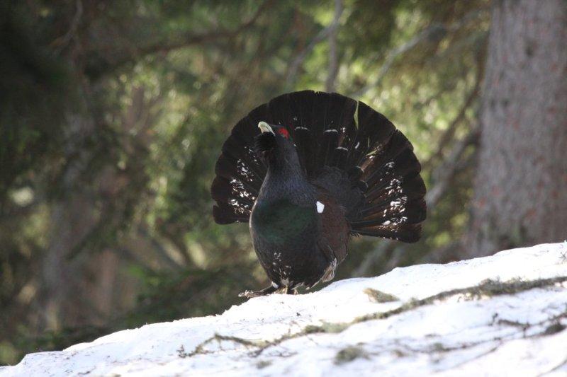 Il gallo cedrone nel Parco Paneveggio Pale di San Martino