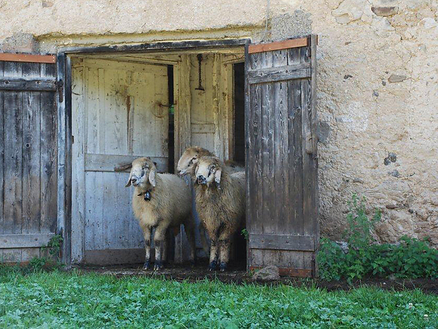 Affitto di fondi rustici Villa Welsperg e Camp in località Val Canali