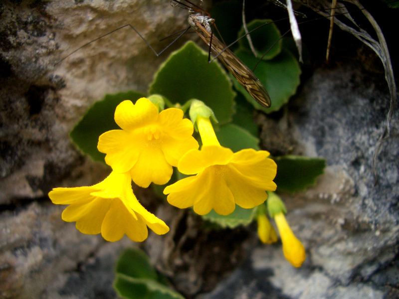 Le Primule… i colori della primavera