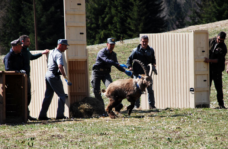 La reintroduzione dello stambecco sulle Pale di San Martino