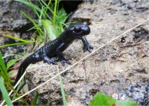 Ricerca sull’erpetofauna e sul Gambero di fiume del Parco