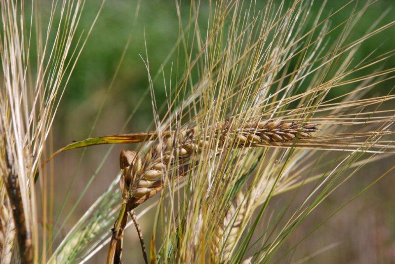 La spiga d’orzo della Val Canali