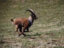 Il Progetto di reintroduzione dello stambecco (Capra ibex) nel Massiccio delle Pale di San Martino