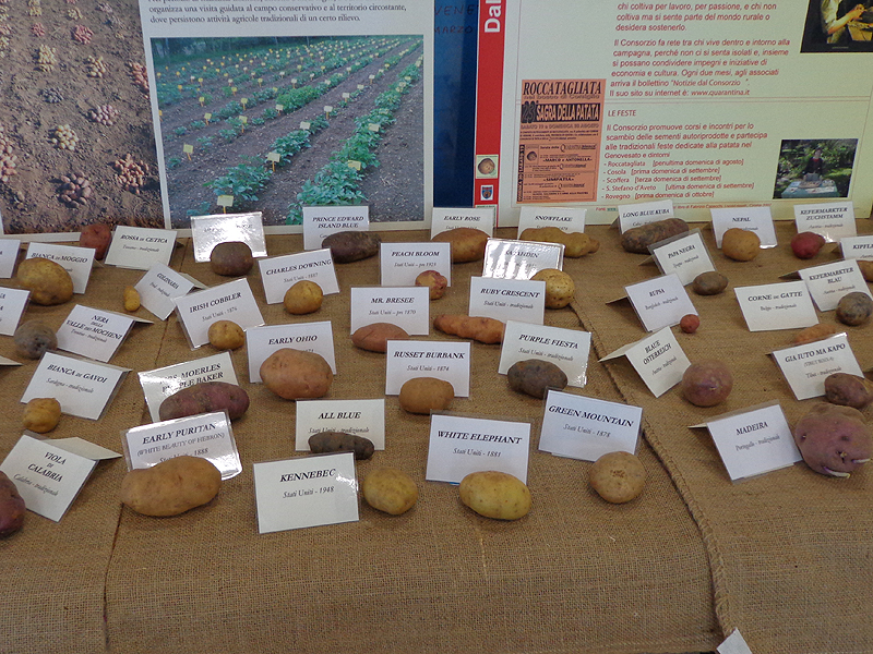Varietà di patate esposte