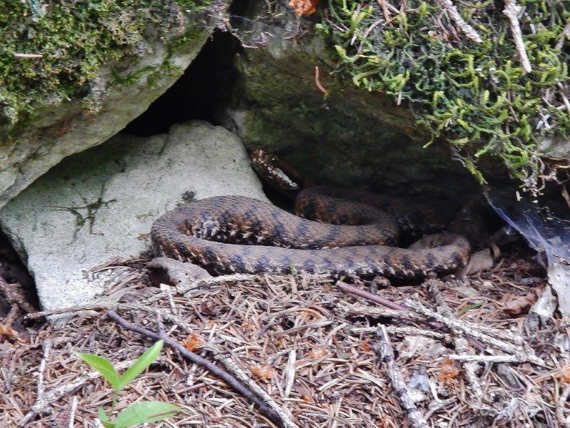 Erpetofauna nel Parco: la ricerca