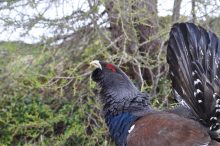 Ricerca, monitoraggio e conservazione del Gallo cedrone nell’area protetta