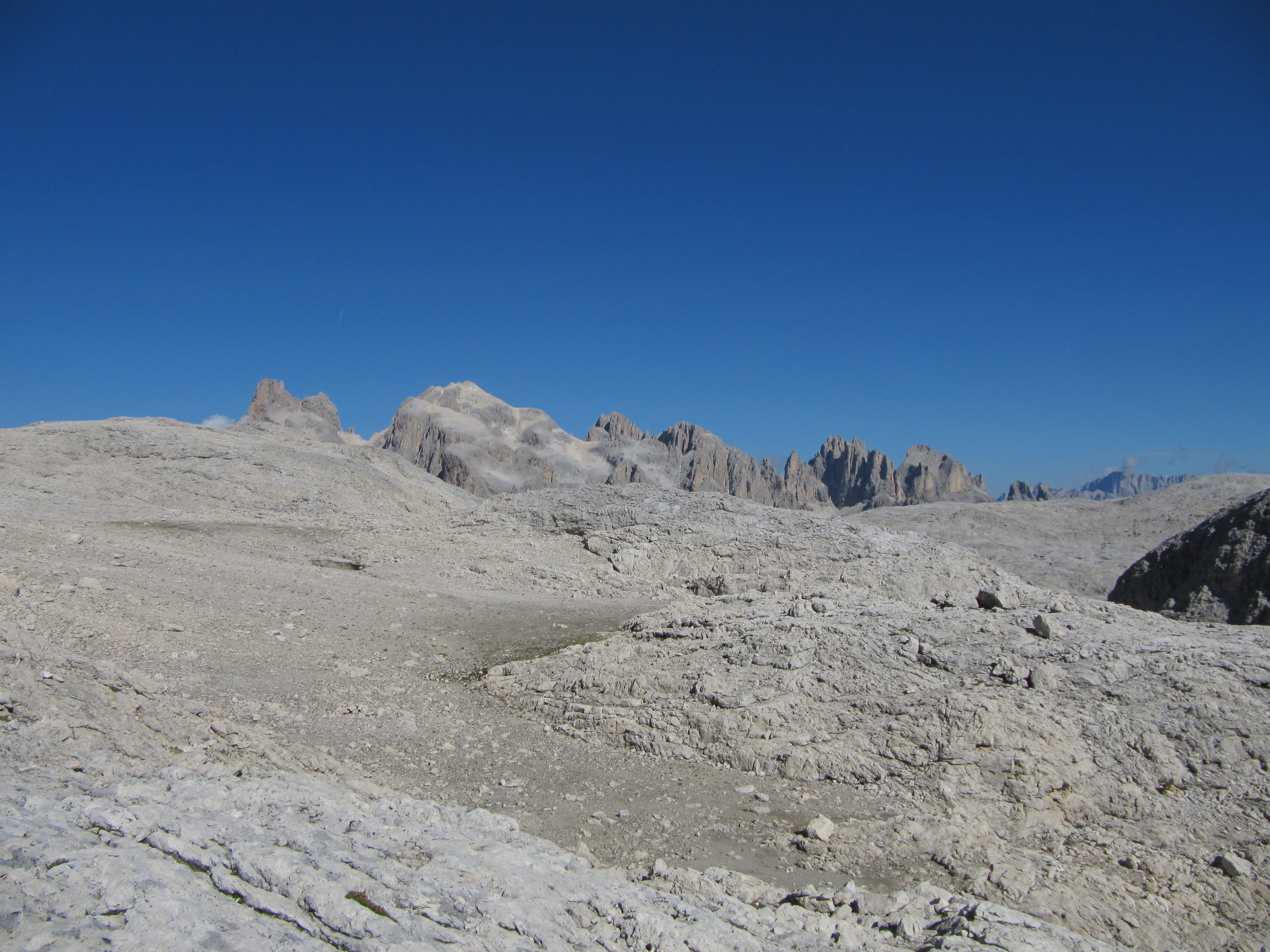 Sattleria sophiae, ora è stata descritta anche la femmina