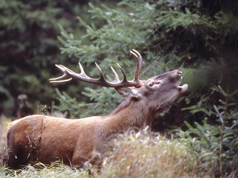 Autunno 2020: ascolta il bramito del cervo