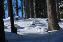 La ricerca e il monitoraggio del francolino di monte (Tetrastes bonasia)