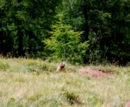 Studio sulla biologia della marmotta (Marmota marmota)