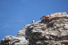 Il fringuello alpino (Montifringilla nivalis) e i cambiamenti climatici nel Parco