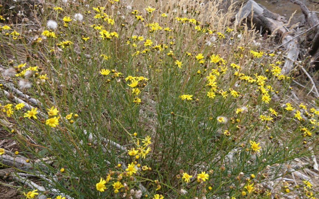 Vaia e il Senecio sudafricano
