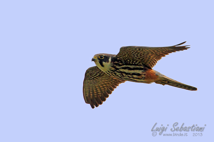 Il Lodolaio (Falco subbuteo), una nuova specie nel Parco