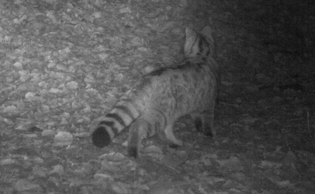 Il passaggio del primo gatto selvatico del Trentino orientale