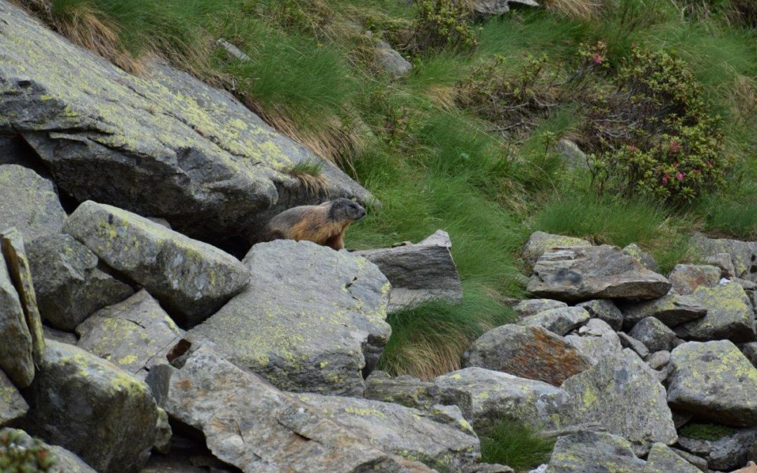 Una ricerca del Parco sulla biologia della marmotta alpina