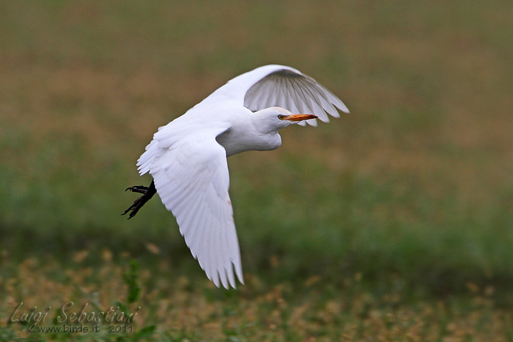 L’airone guardabuoi (Bubulcus ibis): nuova presenza a Primiero