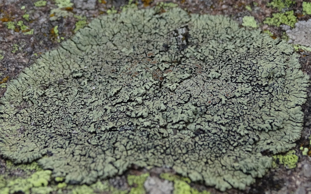 Una ricerca sulle comunità licheniche nelle foreste del Parco