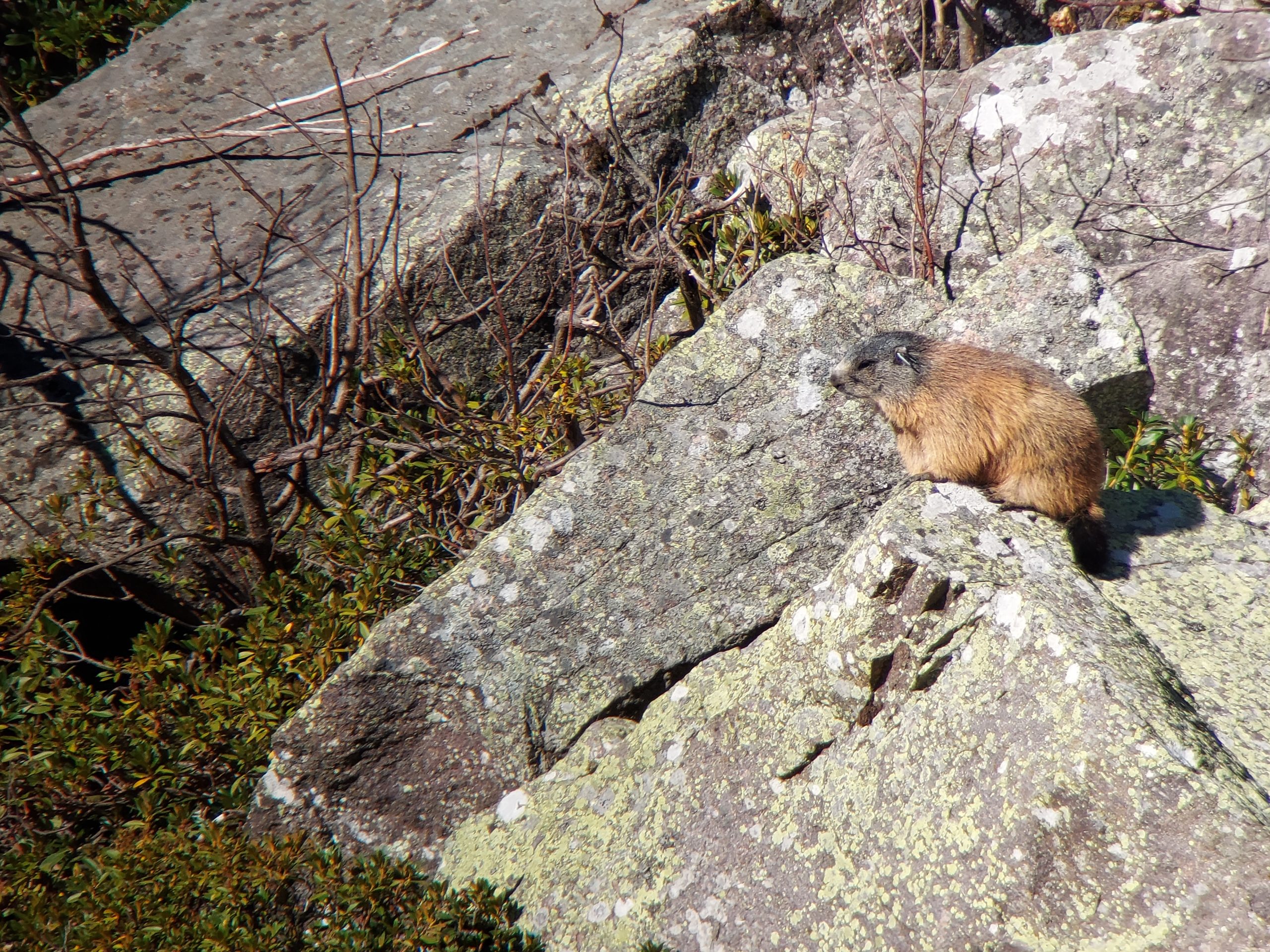 Marmotta (Marmota marmota) foto di Alessandro Forti