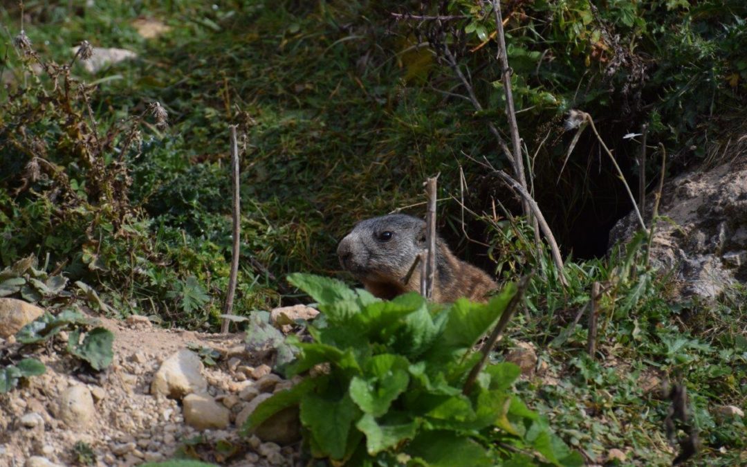 Parco e Università di Padova collaborano per una ricerca sulla marmotta alpina