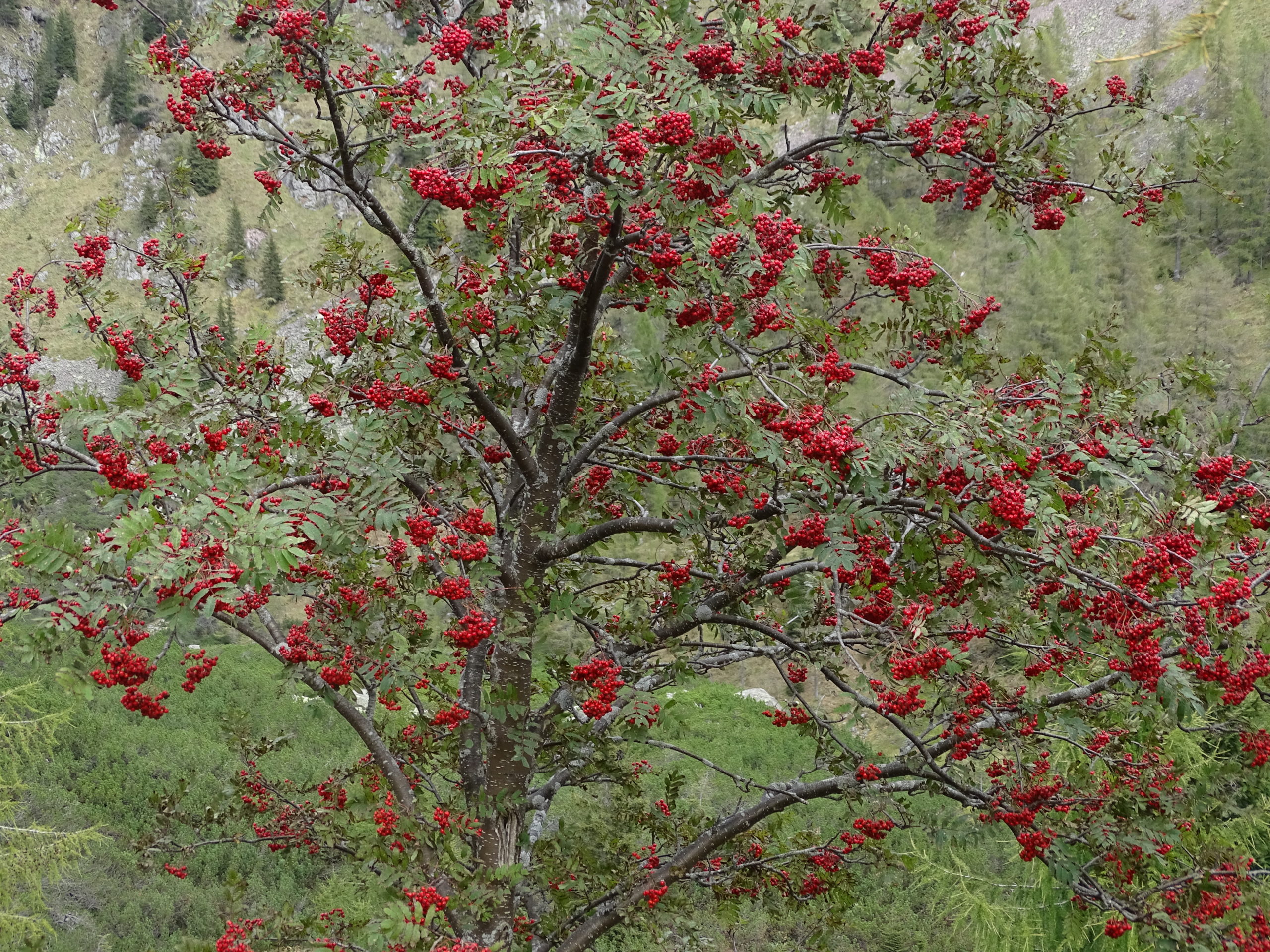 Sorbo degli uccellatori Sorbus aucuparia