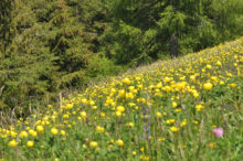 Guide interattive alla flora e ai licheni del Parco